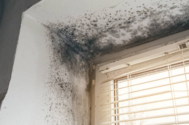 Trusted Commercial Mold Remediation service in Midland, PA - Cheap Mold Removal